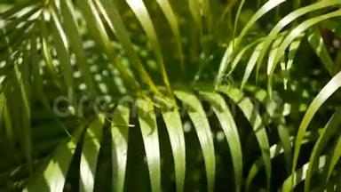带阳光的热带绿<strong>棕叶</strong>，抽象的自然背景。 散焦的LushFoliage，静脉